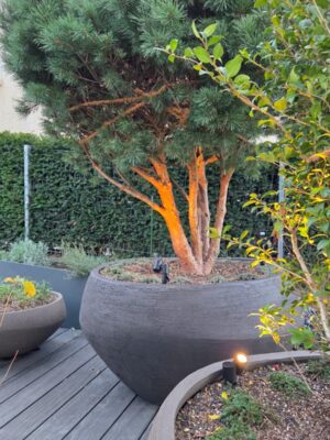 WhatsApp Bild 2025-12-03 um 06.34.32_9e56de7f